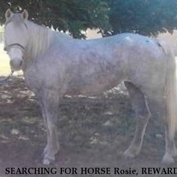 SEARCHING FOR HORSE Rosie, REWARD  Near Odessa, TX, 79763